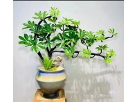 鴨腳木