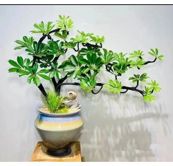 鴨腳（jiǎo）木（mù）